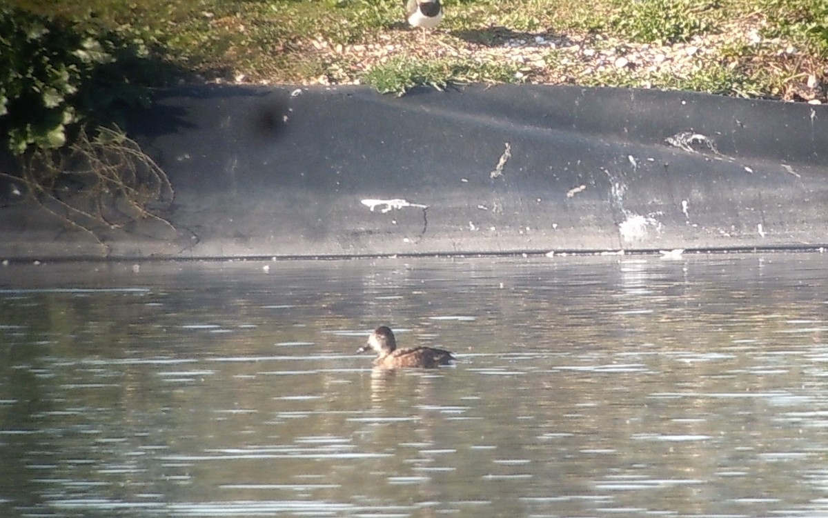 Ring-necked Duck - ML199326901