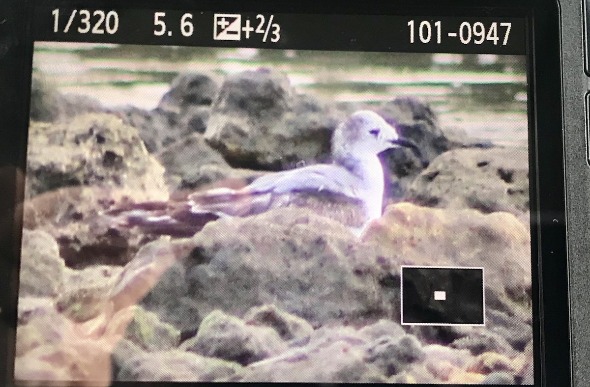 Sabine's Gull - ML199327061