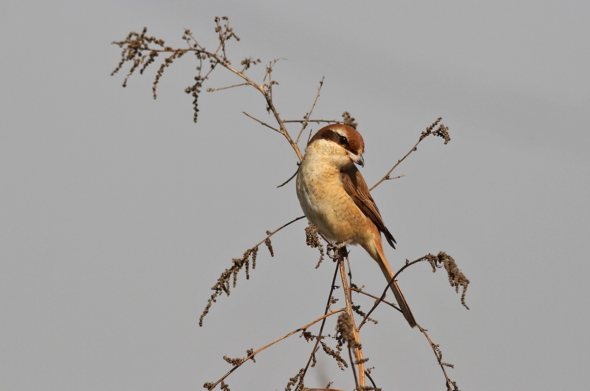 Brown Shrike - ML199327081