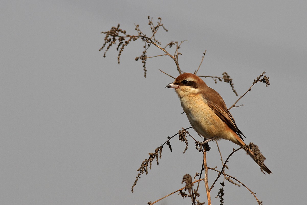 Brown Shrike - ML199327091