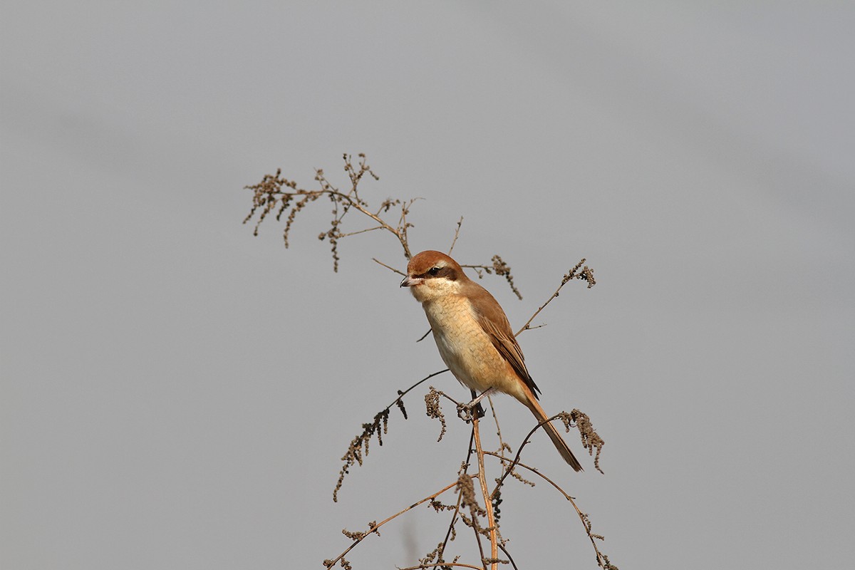 Brown Shrike - ML199327101