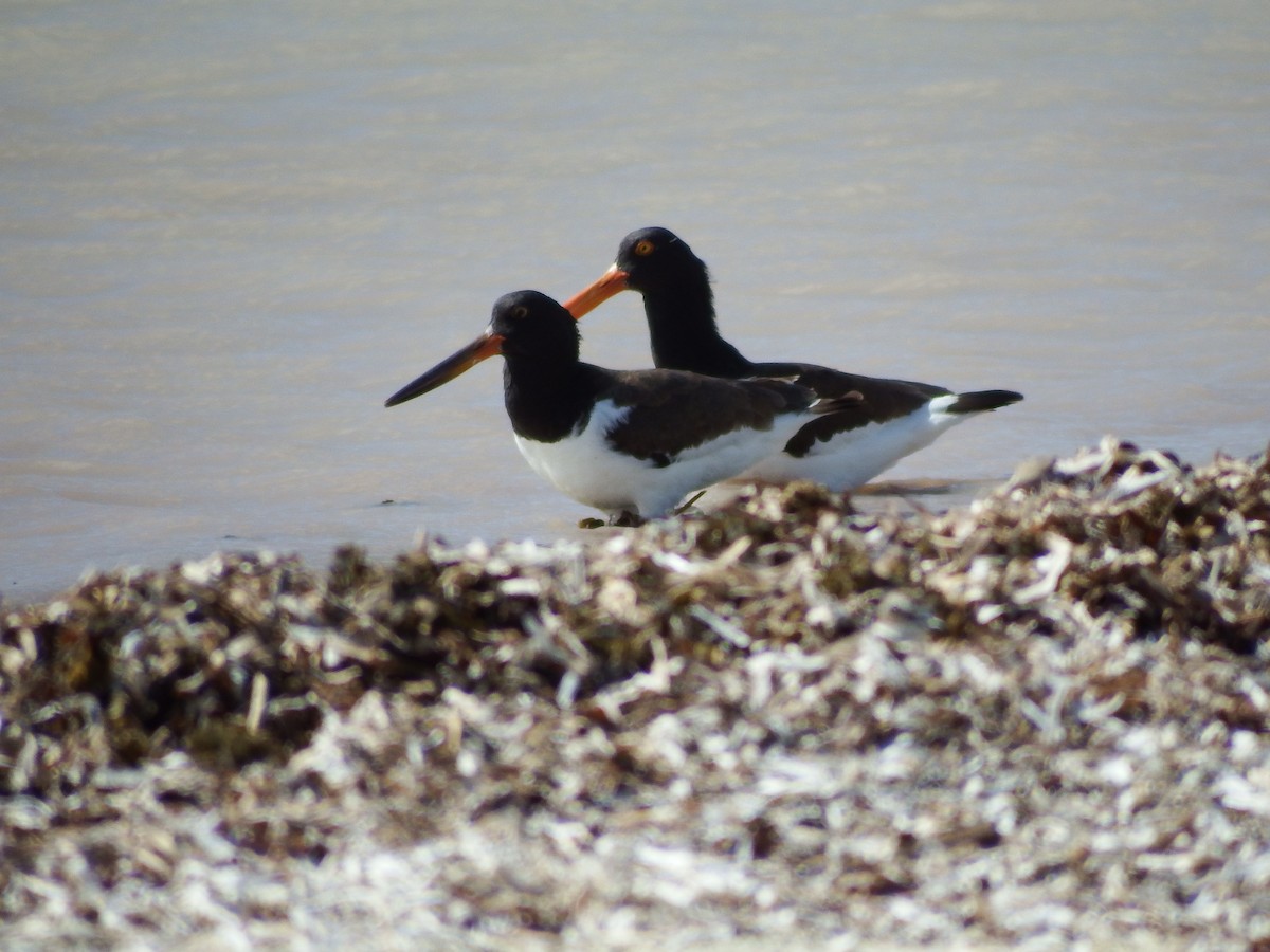 American Oystercatcher - ML199327111