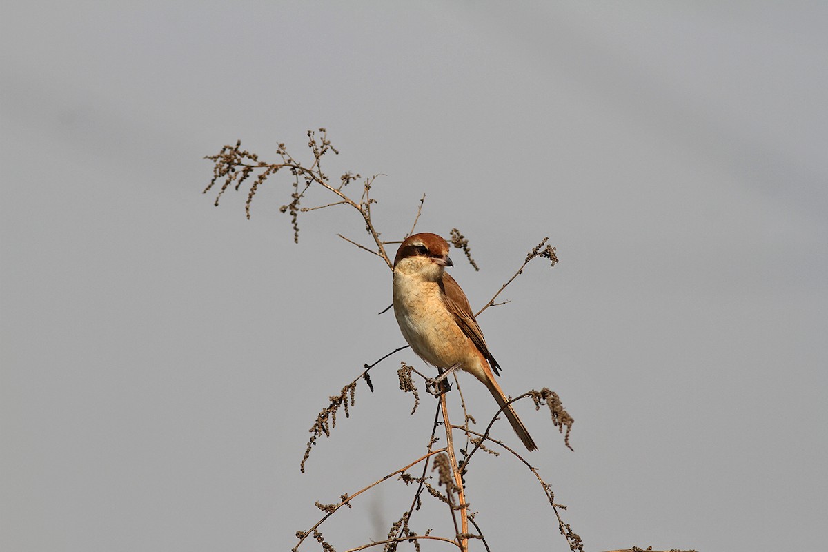 Brown Shrike - ML199327131