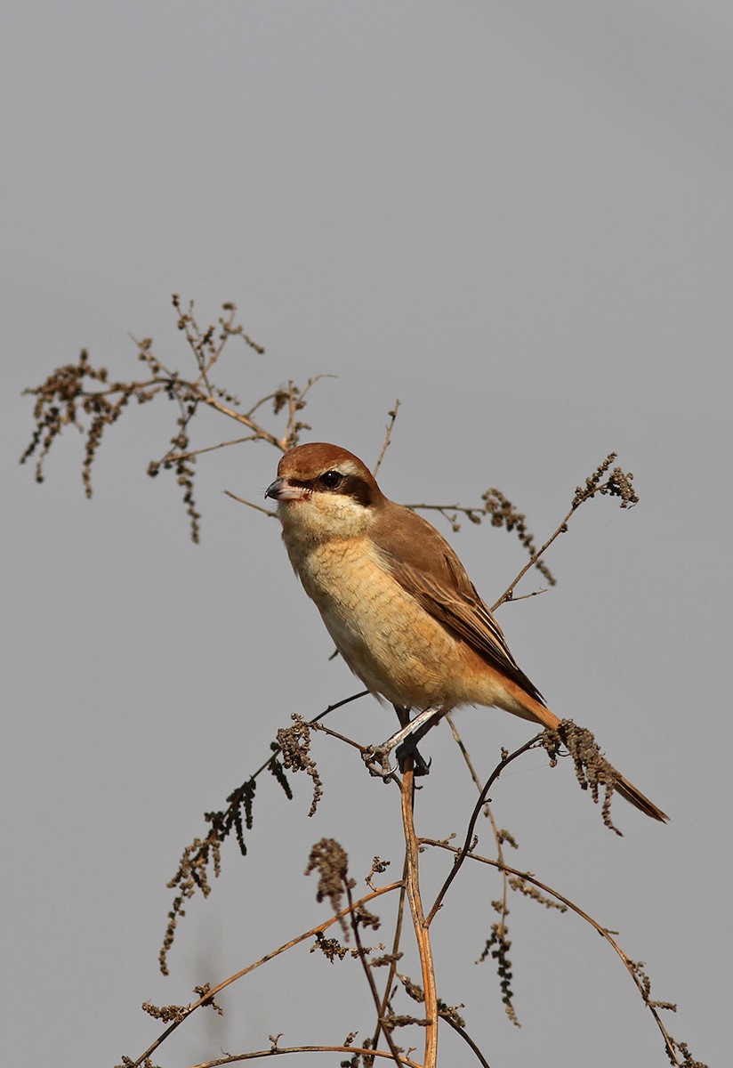 Brown Shrike - ML199327161