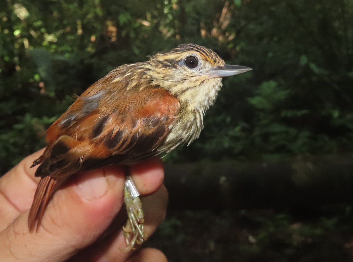 Rufous-tailed Xenops - sylvain Uriot