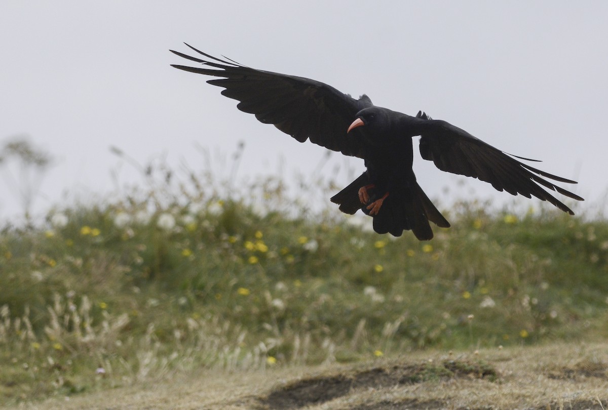 Red-billed Chough - Jacob Spinks