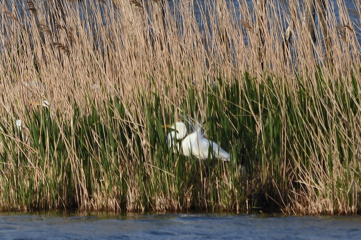 Great Egret - ML199331251