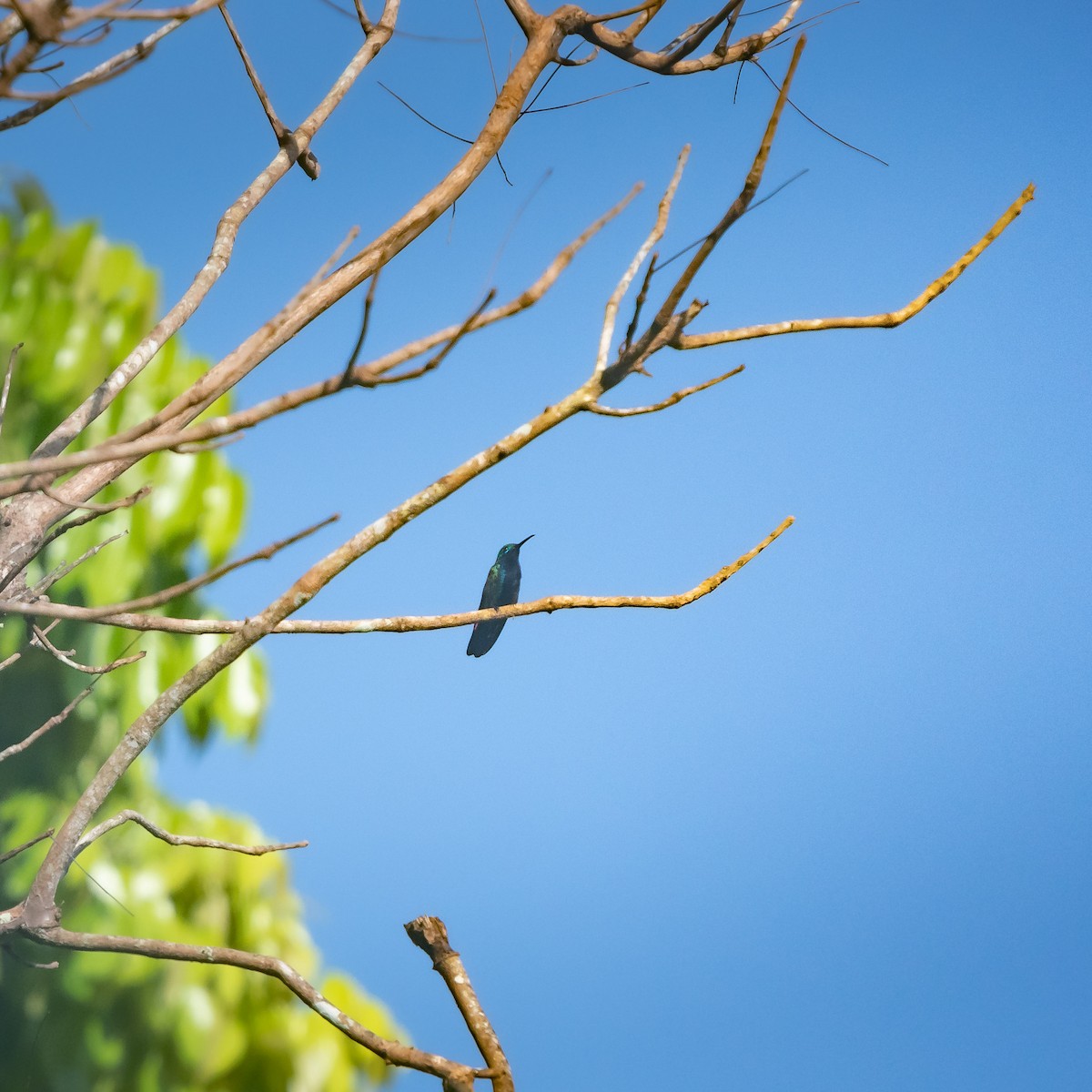 kolibřík tropický - ML199331631