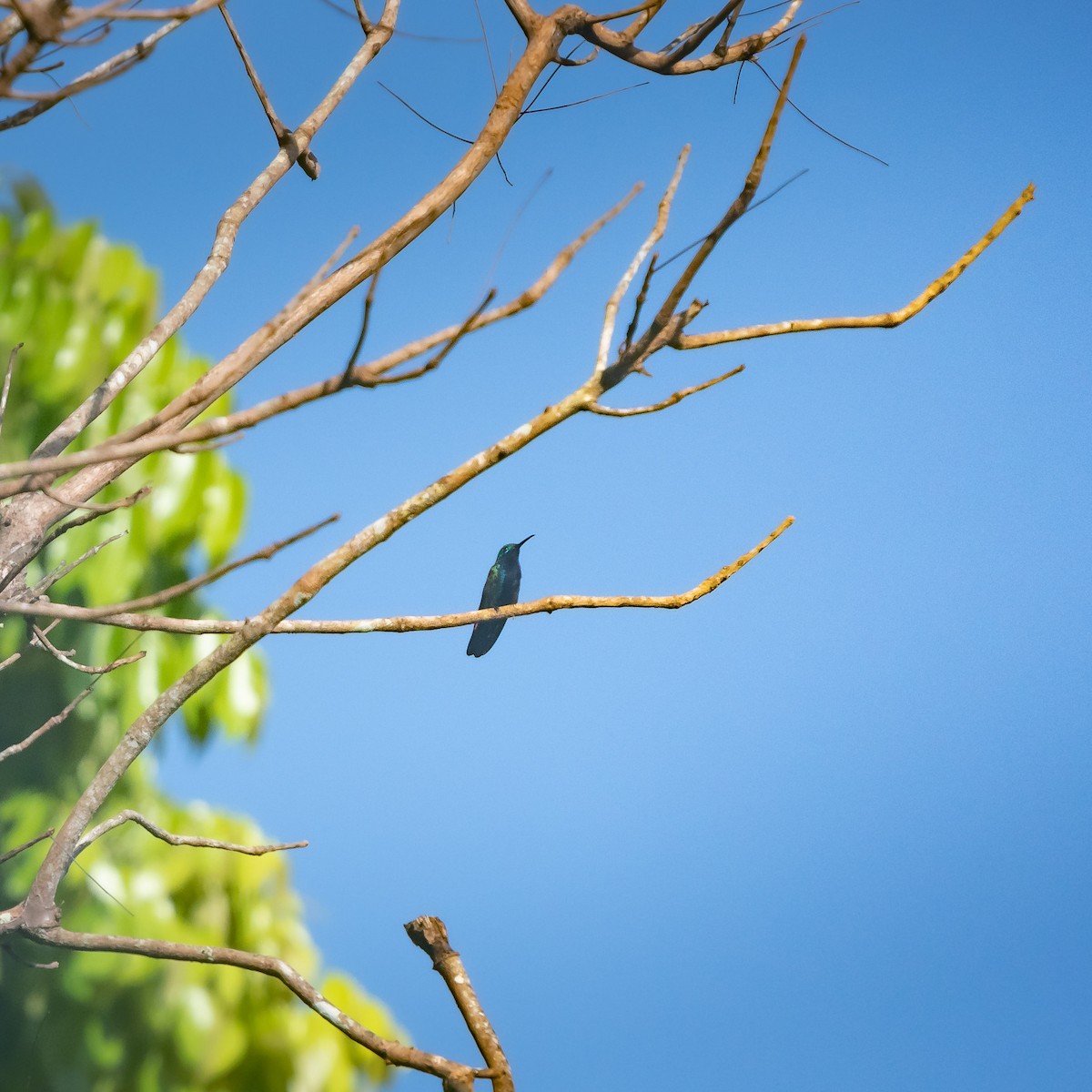 Black-throated Mango - ML199331631