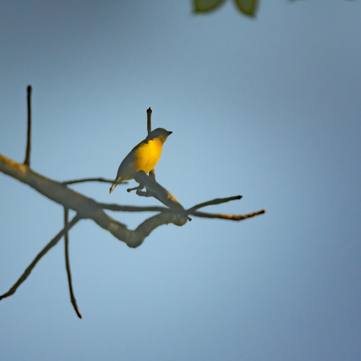 Thick-billed Euphonia - ML199332251