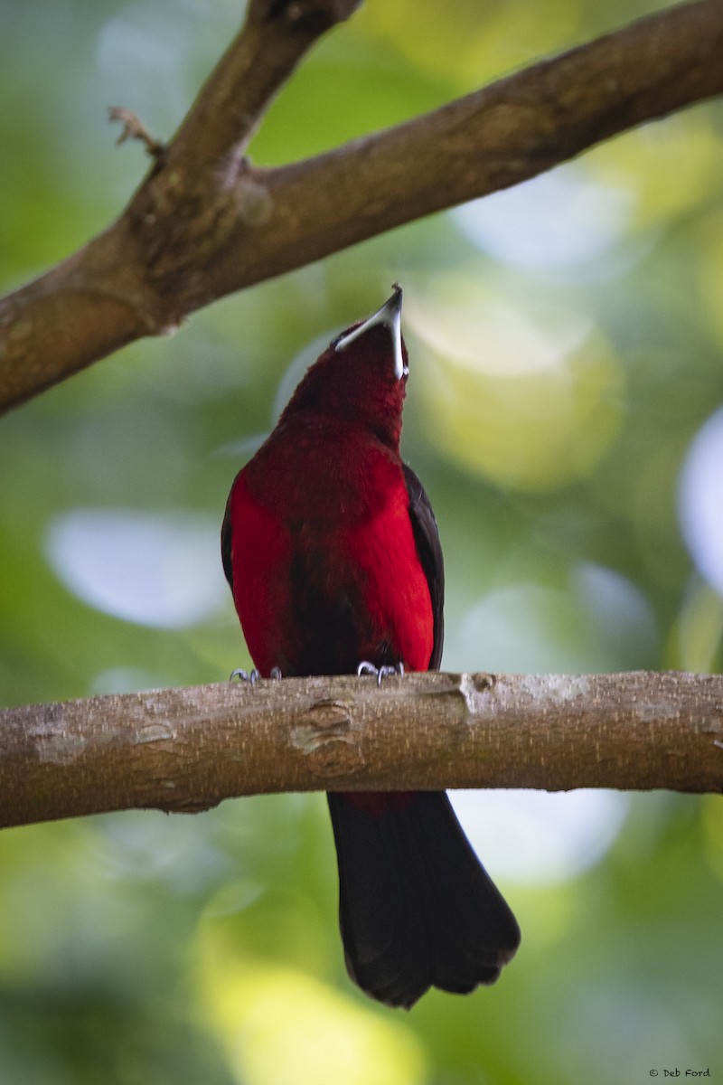 Crimson-backed Tanager - Deb Ford