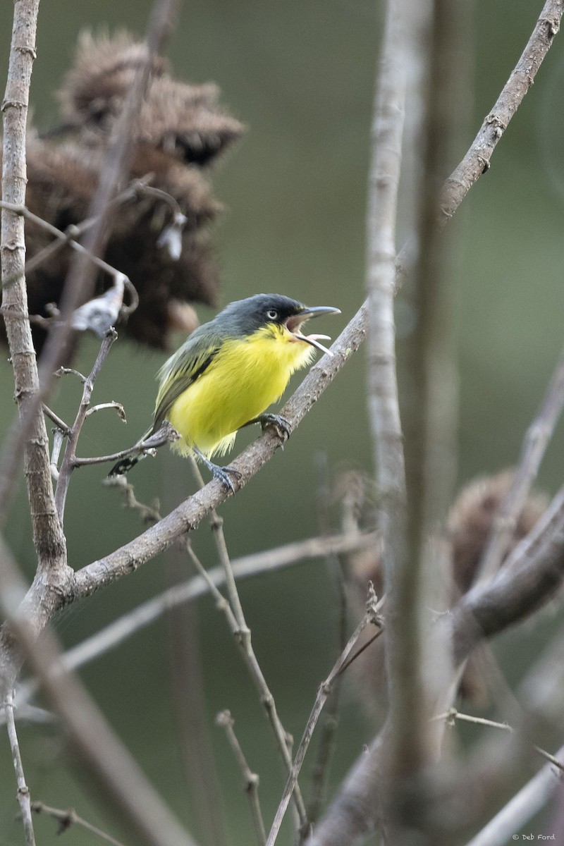 Common Tody-Flycatcher - ML199332541