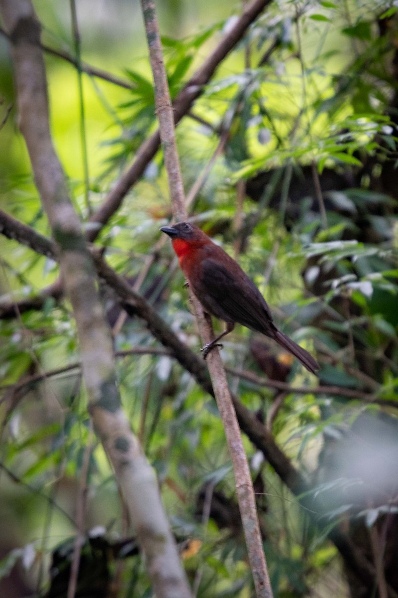 Red-throated Ant-Tanager - ML199333351