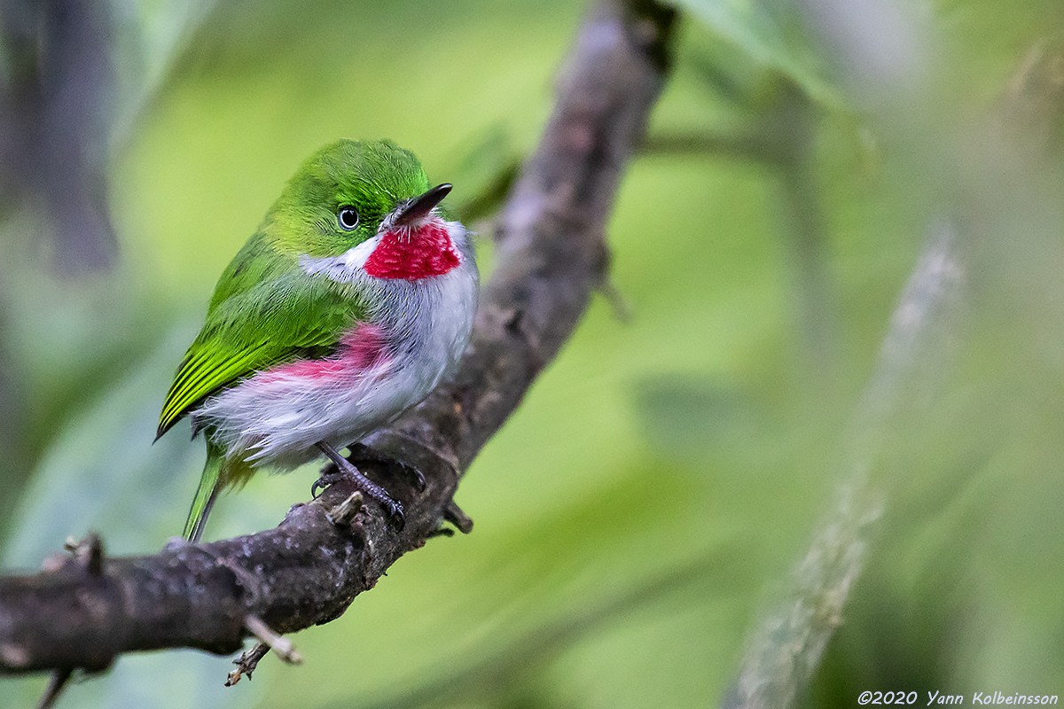 Narrow-billed Tody - ML199333441