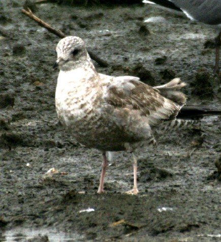 Short-billed Gull - ML199334951