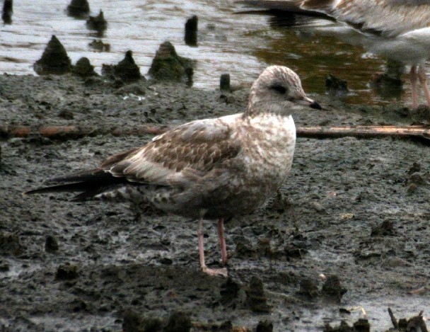 Short-billed Gull - ML199335011