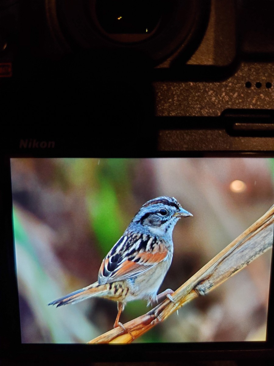 Swamp Sparrow - ML199335181