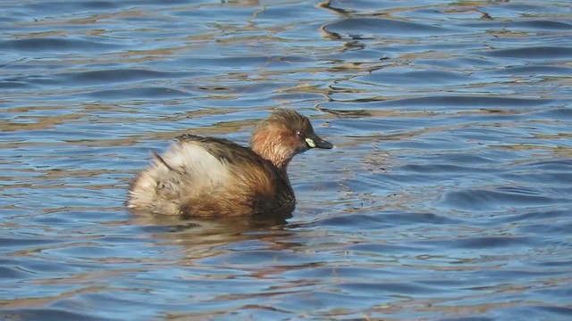 Little Grebe - ML199335451