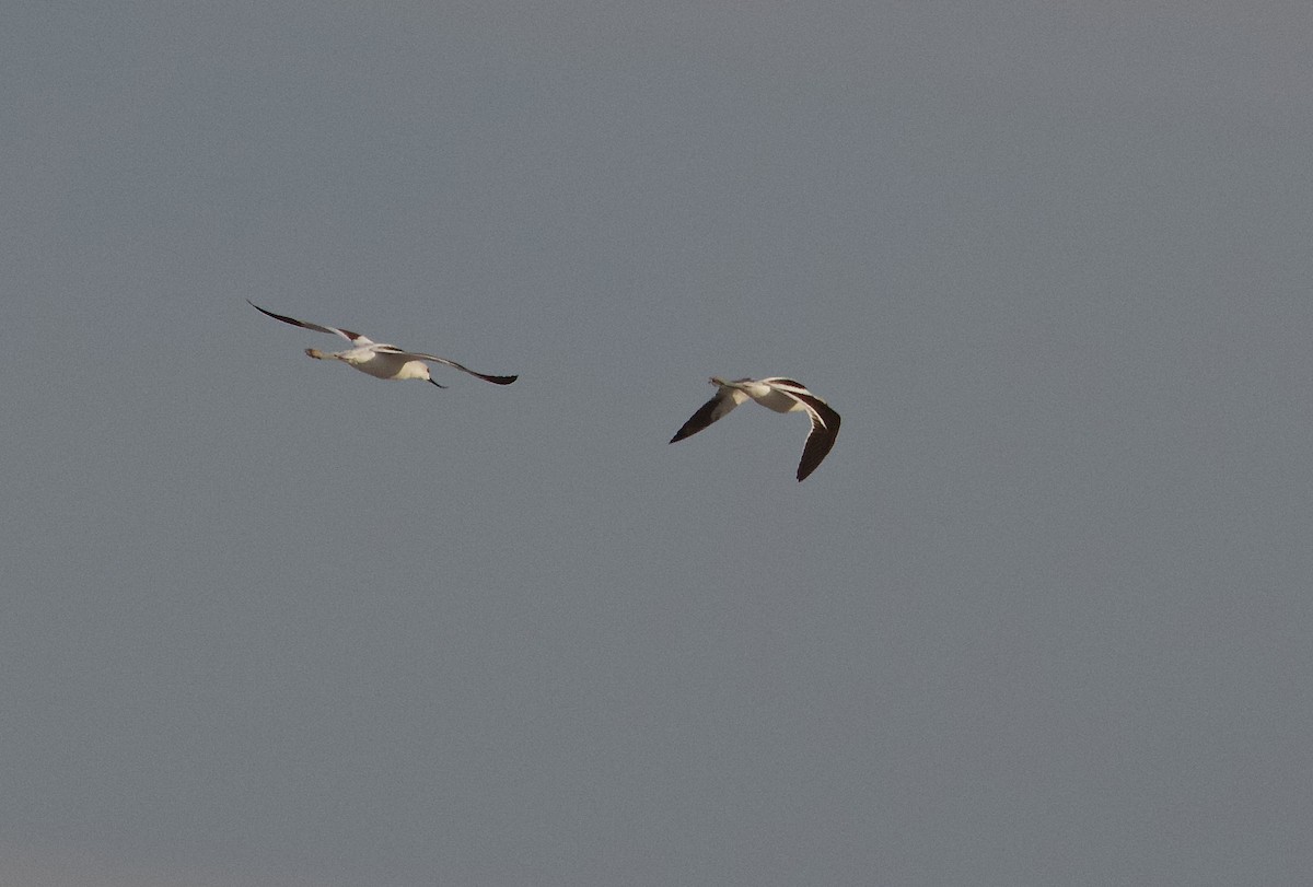 Avoceta Americana - ML199336671