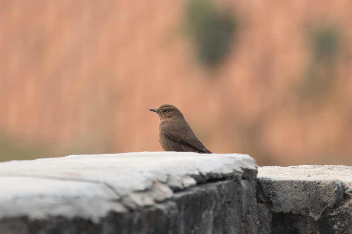 Brown Rock Chat - ML199338551