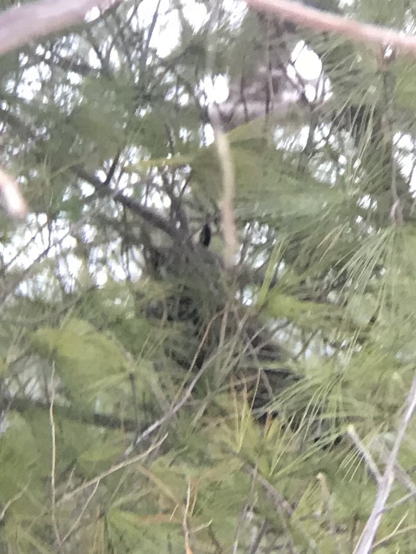 Long-eared Owl - ML199338841