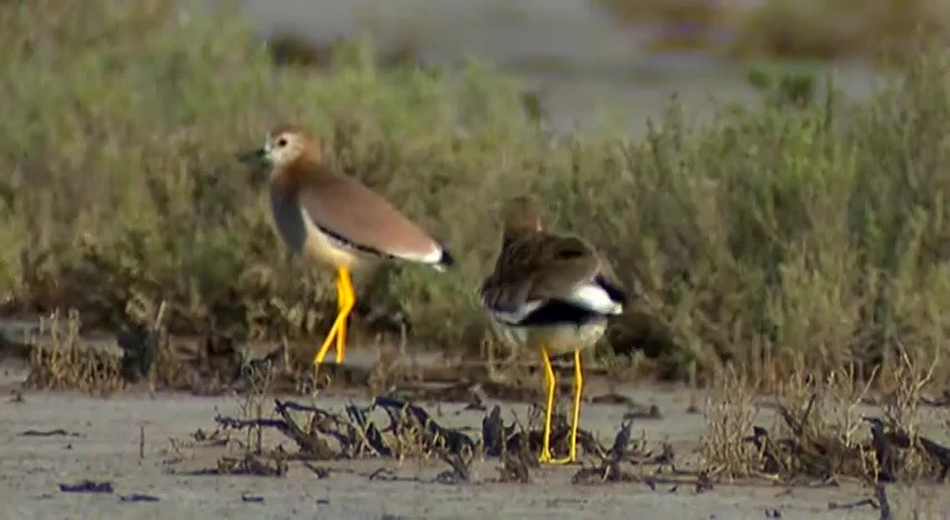 White-tailed Lapwing - ML199341221