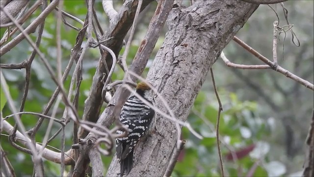 Brown-fronted Woodpecker - ML199342761