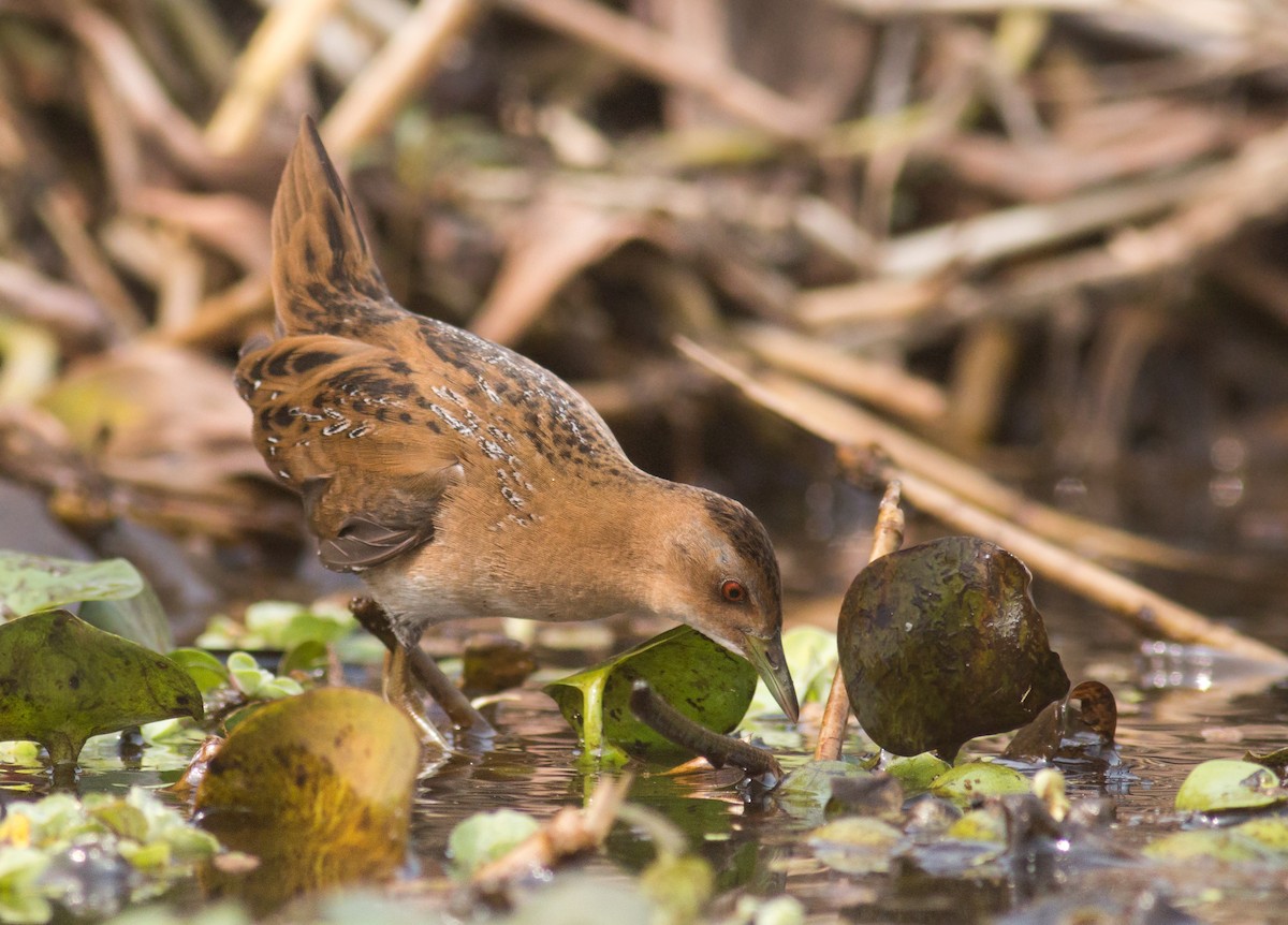 Baillon's Crake - Zaber Ansary -BirdingBD Tours