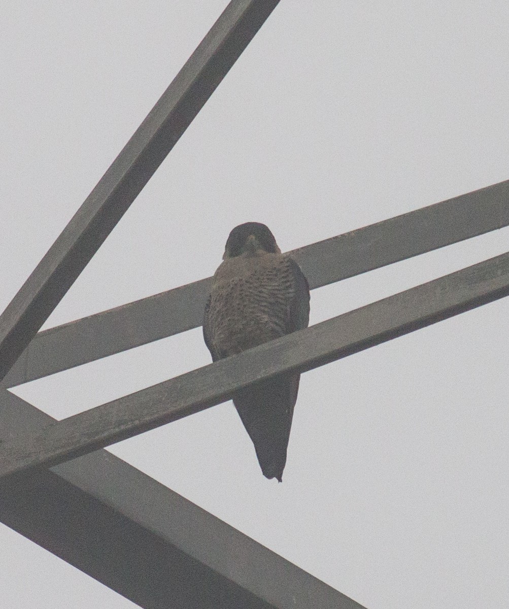 Peregrine Falcon - ML199343971