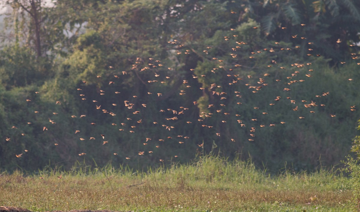 Chestnut Munia - ML199349291