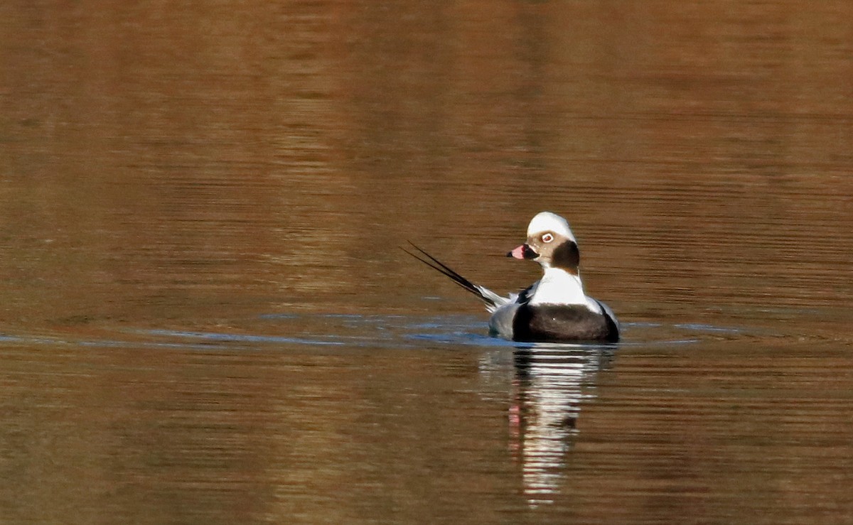 Long-tailed Duck - ML199349461