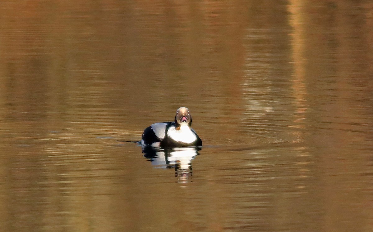 Long-tailed Duck - ML199349481