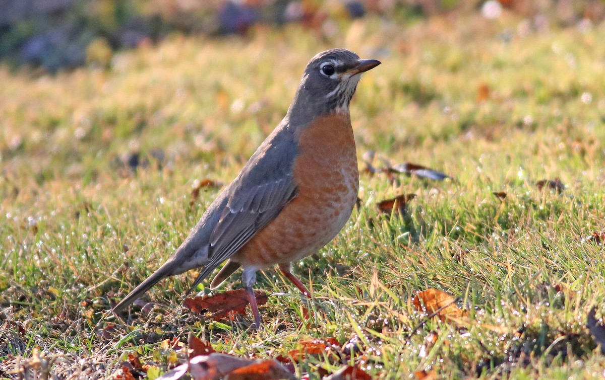 American Robin - ML199349521