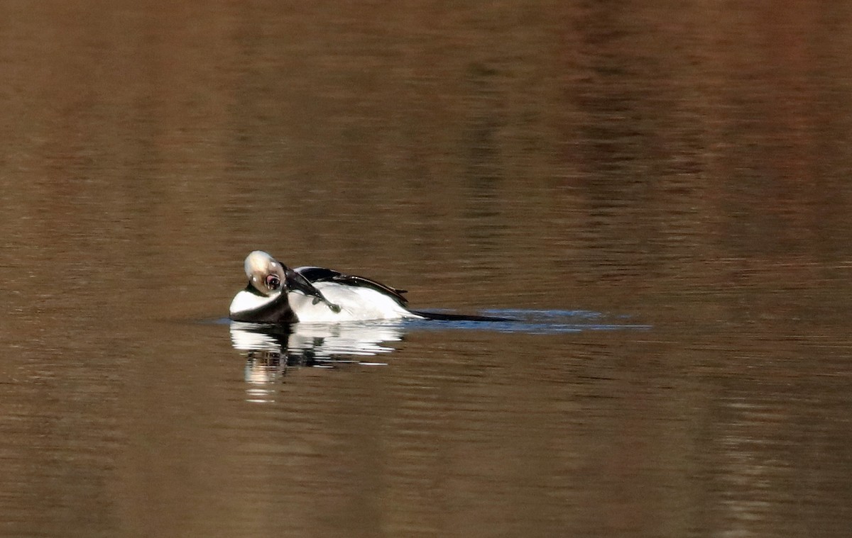 Long-tailed Duck - ML199349561