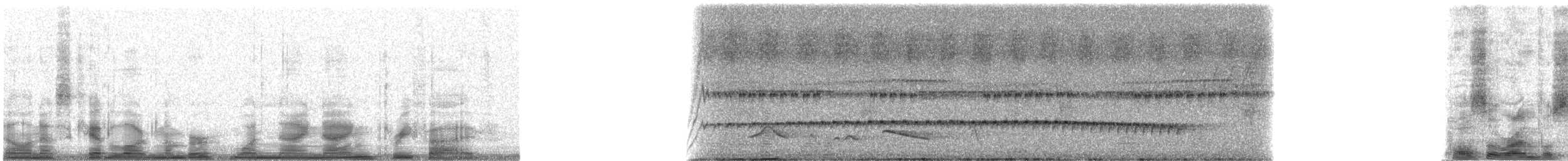 Microbate à long bec ou M. babillard - ML19935