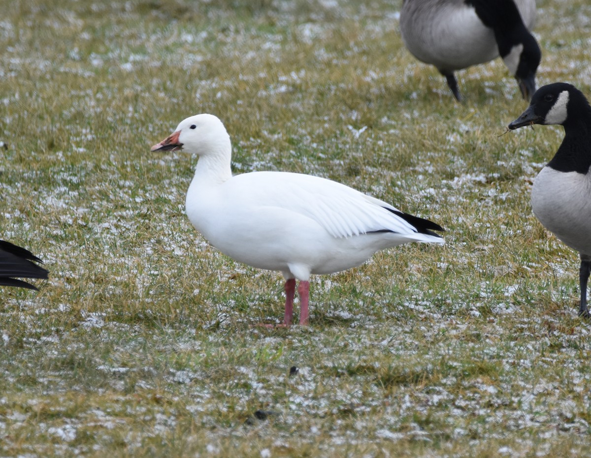 Snow Goose - ML199350291