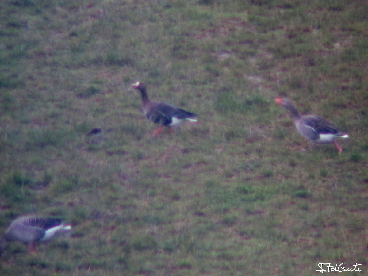 Greater White-fronted Goose - ML199352351