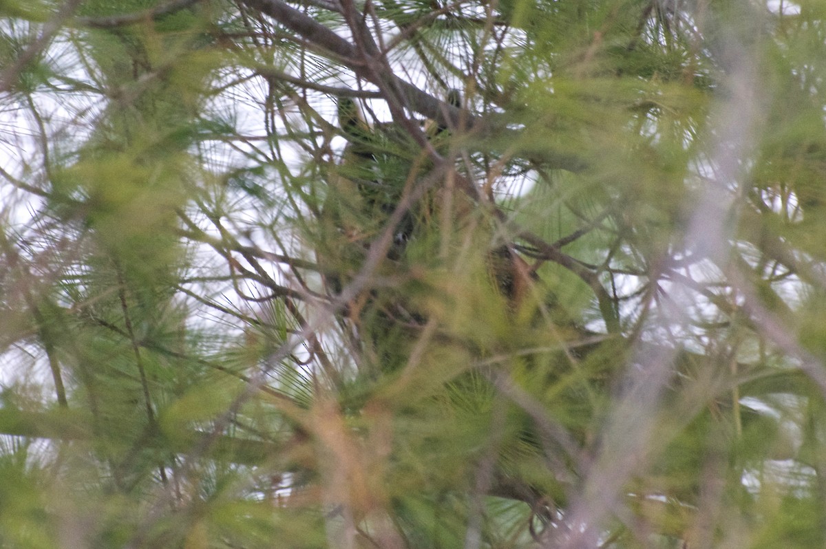 Long-eared Owl - ML199353611