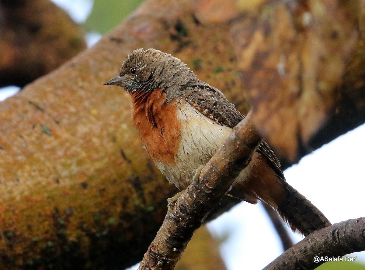 Rufous-necked Wryneck (Ethiopian) - Fanis Theofanopoulos (ASalafa Deri)