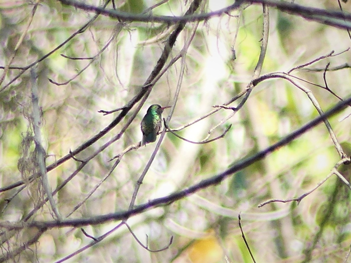 Blue-throated Goldentail - ML199359221