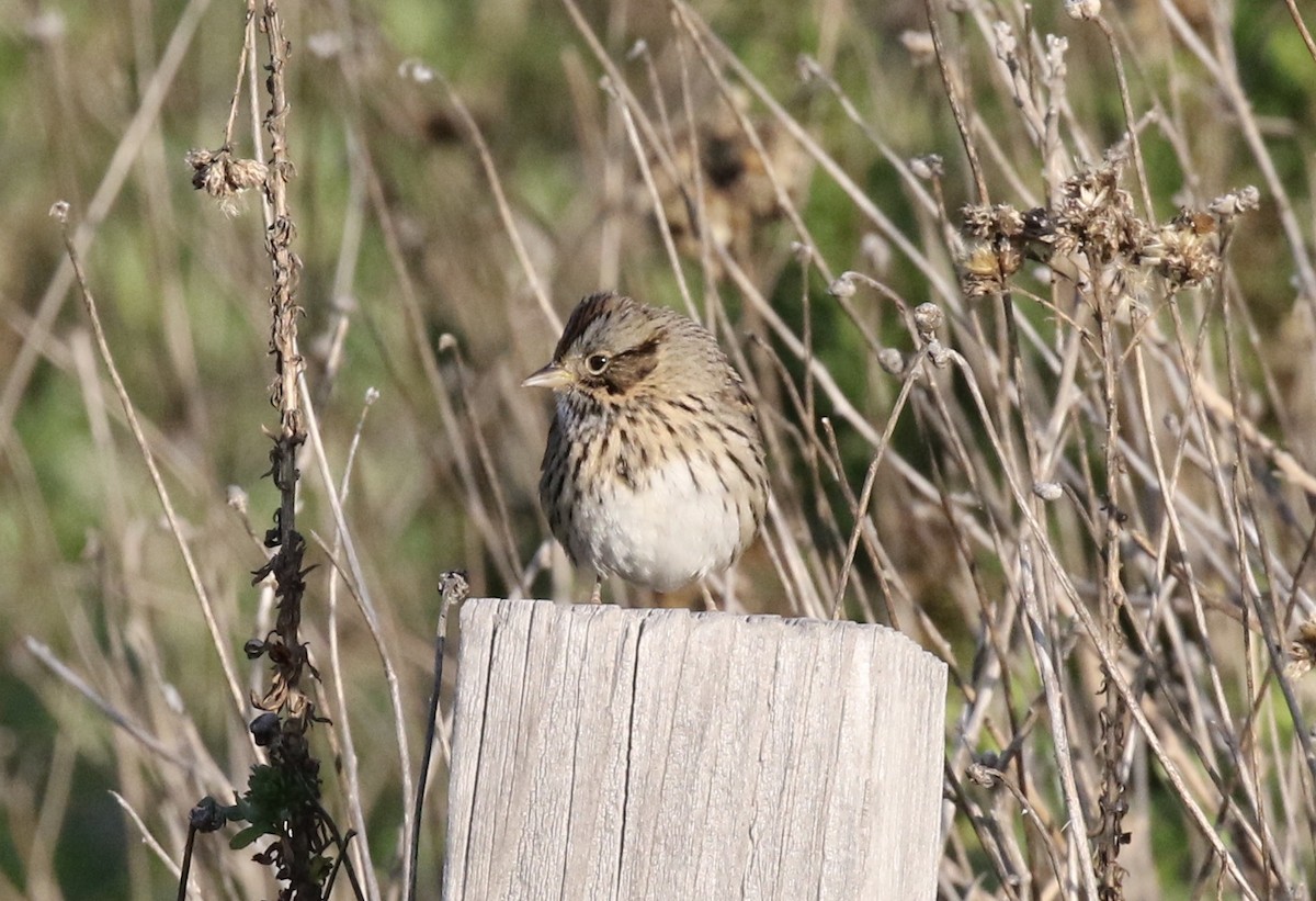 Lincoln's Sparrow - John Bruin