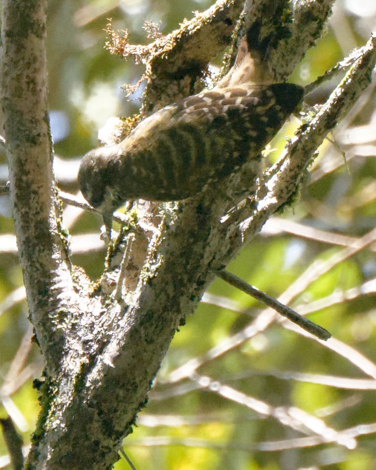 Sulawesi Pygmy Woodpecker - William Stephens