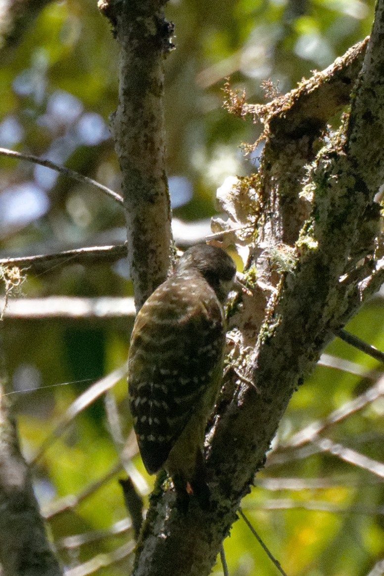 Sulawesi Pygmy Woodpecker - William Stephens