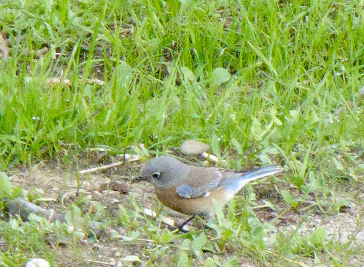 Western Bluebird - ML199360961