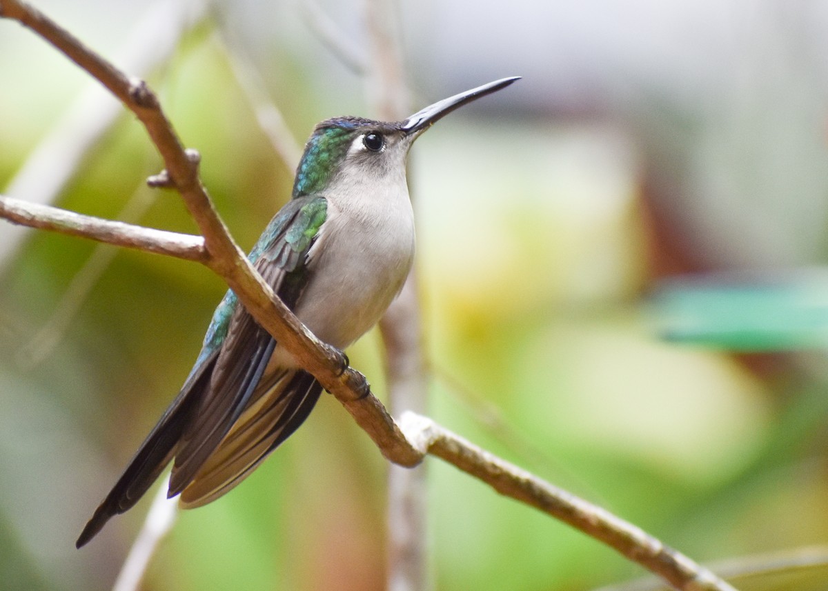 Wedge-tailed Sabrewing - ML199363211