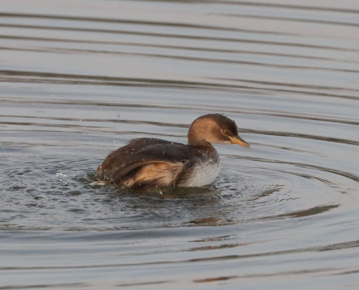 Little Grebe - ML199363571