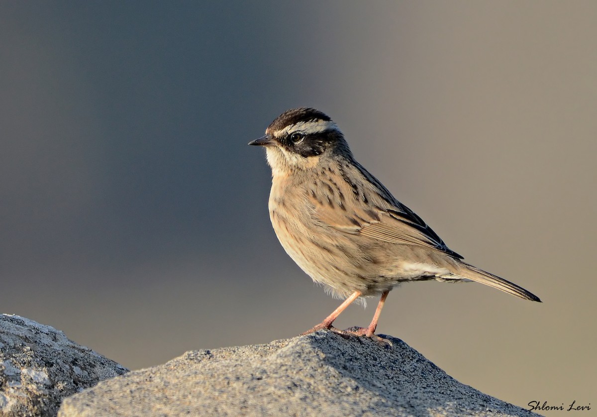 pěvuška skalní (ssp. ocularis) - ML199364501