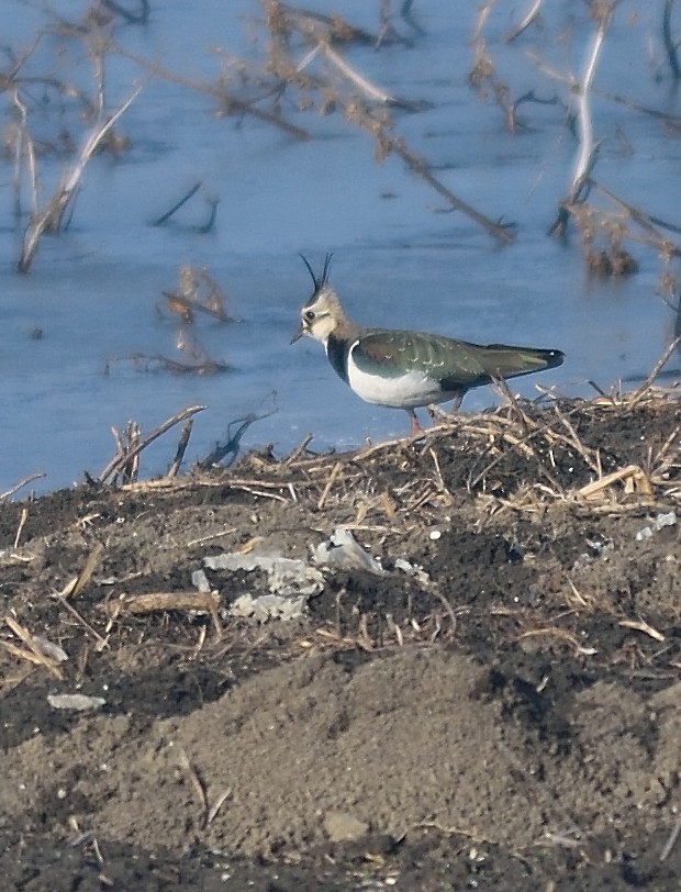 Northern Lapwing - Gordan Pomorišac