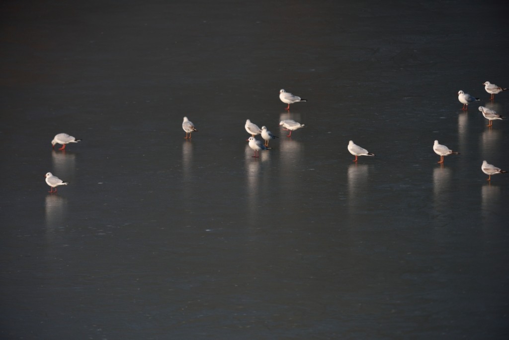 Mouette rieuse - ML199364761