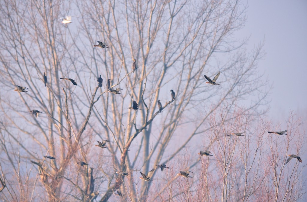 Pygmy Cormorant - ML199364911